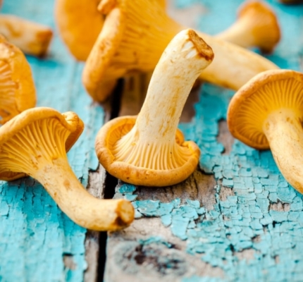 fresh-chanterelle-mushrooms-on-a-wooden-P5YD4CZ@2x-min